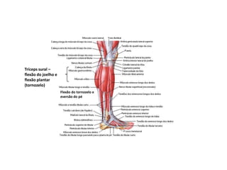 Tríceps sural –
flexão do joelho e
flexão plantar
(tornozelo)
                     Flexão do tornozelo e
                     eversão do pé
 