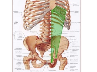 Musculos abdomen anterolaterales
