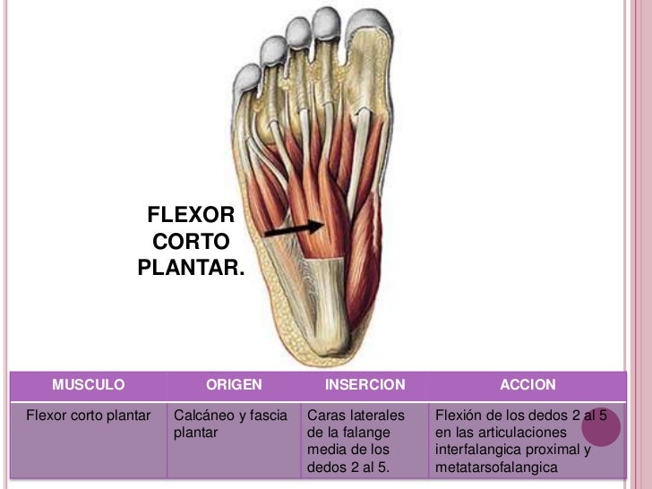 Musculos Abdominopelvicos Y Extremidades Inferiores
