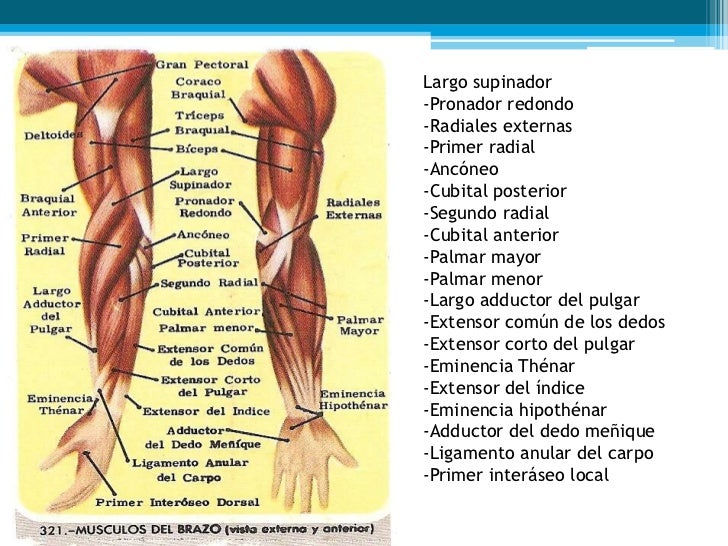 Musculos del Antebrazo