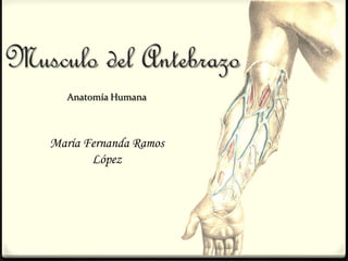 Musculo del Antebrazo
María Fernanda Ramos
López
Anatomía Humana
 
