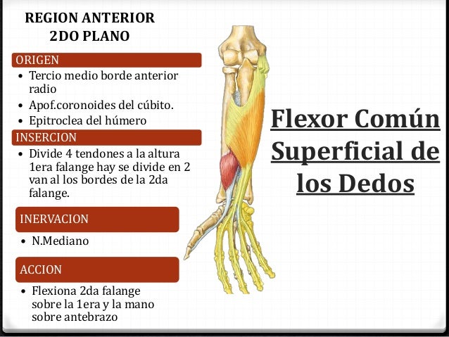 Musculos De Antebrazo