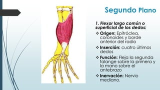 Segundo Plano
1. Flexor largo común o
superficial de los dedos:
Origen: Epitróclea,
coronoides y borde
anterior del radio
Inserción: cuatro últimos
dedos
Función: Fleja la segunda
falange sobre la primera y
la mano sobre el
antebrazo
Inervación: Nervio
mediano.
 