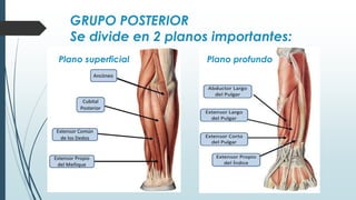 GRUPO POSTERIOR
Se divide en 2 planos importantes:
Plano profundoPlano superficial
 