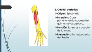 2. Cubital posterior:
Origen: Epicóndilo.
Inserción: Cara
posterior de la cabeza del
quinto metacarpiano.
Función: Extensor y aductor
de la mano
Inervación: Rama posterior
del Radial
 