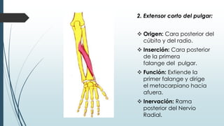 2. Extensor corto del pulgar:
 Origen: Cara posterior del
cúbito y del radio.
 Inserción: Cara posterior
de la primera
falange del pulgar.
 Función: Extiende la
primer falange y dirige
el metacarpiano hacia
afuera.
 Inervación: Rama
posterior del Nervio
Radial.
 