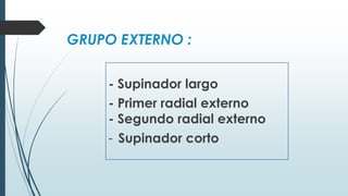 GRUPO EXTERNO :
- Supinador largo
- Primer radial externo
- Segundo radial externo
- Supinador corto
 