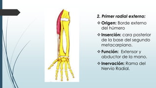 2. Primer radial externo:
Origen: Borde externo
del húmero
Inserción: cara posterior
de la base del segundo
metacarpiano.
Función: Extensor y
abductor de la mano.
Inervación: Rama del
Nervio Radial.
 