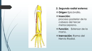 3. Segundo radial externo:
Origen Epicóndilo.
Inserción:
proceso posterior de la
cabeza del tercer
metacarpiano.
Función: Extensor de la
mano.
Inervación: Rama del
Nervio Radial.
 