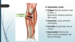 4. Supinador corto:
Origen: Borde externo del
Cúbito y
ligamento lateral externo
del codo
Inserción: cara anterior
del Radio.
Función: Supinador de la
mano.
Inervación: Rama de
bifurcación posterior del
Nervio Radial.
 
