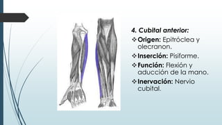 4. Cubital anterior:
Origen: Epitróclea y
olecranon.
Inserción: Pisiforme.
Función: Flexión y
aducción de la mano.
Inervación: Nervio
cubital.
 