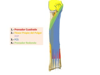1.- Pronador Cuadrado2.- Flexor Propio del PulgarFCP3.- FCS4.- Pronador Redondo
