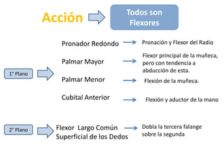 Todos son FlexoresAcciónPronación y Flexor del RadioPronador RedondoPalmar MayorPalmar MenorCubital AnteriorFlexor principal de la muñeca, pero con tendencia a abducción de esta.1° PlanoFlexión de la muñeca.Flexión y aductor de la manoDobla la tercera falange sobre la segundaFlexor  Largo Común Superficial de los Dedos2° Plano