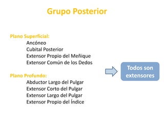 Grupo PosteriorPlano Superficial:AncóneoCubital PosteriorExtensor Propio del MeñiqueExtensor Común de los DedosPlano Profundo: Abductor Largo del PulgarExtensor Corto del PulgarExtensor Largo del PulgarExtensor Propio del ÍndiceTodos son extensores
