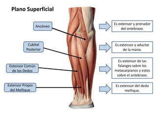 Plano Superficial Es extensor y pronador del antebrazo.AncóneoEs extensor y aductor de la mano.Cubital PosteriorEs extensor de las falanges sobre los metacarpianos y estos sobre el antebrazo.Extensor Común de los DedosEs extensor del dedo meñique.Extensor Propio del Meñique