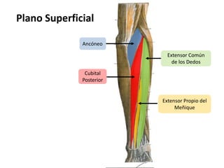 Plano Superficial AncóneoExtensor Común de los DedosCubital PosteriorExtensor Propio del Meñique