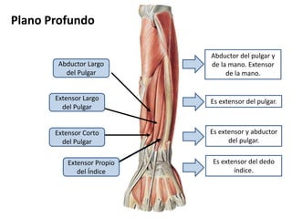 Plano ProfundoAbductor del pulgar y de la mano. Extensor de la mano.Abductor Largo del PulgarExtensor Largo del PulgarEs extensor del pulgar.Es extensor y abductor del pulgar.Extensor Corto del PulgarEs extensor del dedo índice.Extensor Propio del Índice