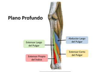 Plano ProfundoAbductor Largo del PulgarExtensor Largo del PulgarExtensor Corto del PulgarExtensor Propio del Índice