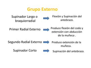 Grupo ExternoSupinador Largo o  braquiorradialPrimer Radial ExternoSegundo Radial ExternoSupinador CortoFlexión y Supinación del antebrazo.Produce flexión del codo y extensión con abducción de la muñeca . Produce extensión de la muñeca.Supinación del antebrazo.
