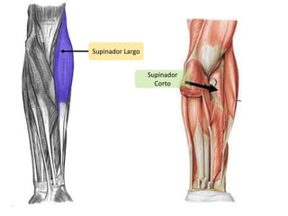 Supinador LargoSupinador Corto