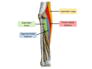 Supinador LargoPrimer Radial ExternoSupinador CortoSegundo Radial Externo