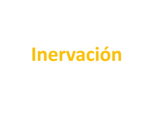 Inervación 