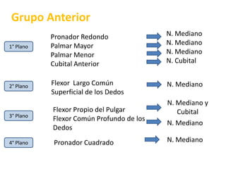 Grupo AnteriorN. MedianoN. MedianoN. MedianoN. CubitalPronador RedondoPalmar MayorPalmar MenorCubital Anterior1° PlanoFlexor  Largo Común Superficial de los DedosN. Mediano2° PlanoN. Mediano y CubitalFlexor Propio del PulgarFlexor Común Profundo de los Dedos3° PlanoN. MedianoN. MedianoPronador Cuadrado4° Plano