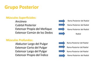 Grupo PosteriorMúsculos Superficiales:AncóneoCubital PosteriorExtensor Propio del MeñiqueExtensor Común de los DedosMúsculos Profundos: Abductor Largo del PulgarExtensor Corto del PulgarExtensor Largo del PulgarExtensor Propio del ÍndiceRama Posterior del RadialRama Posterior del RadialRama Posterior del RadialRadialRama Posterior del RadialRama Posterior del RadialRama Posterior del RadialRama Posterior del Radial