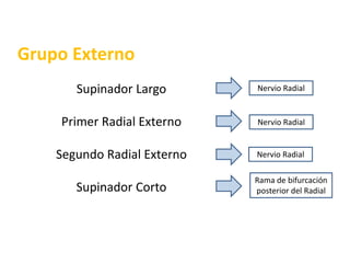 Grupo ExternoSupinador LargoPrimer Radial ExternoSegundo Radial ExternoSupinador CortoNervio Radial Nervio Radial Nervio Radial Rama de bifurcación posterior del Radial