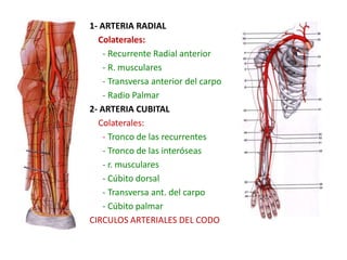 1- ARTERIA RADIALColaterales:- Recurrente Radial anterior      - R. musculares      - Transversa anterior del carpo      - Radio Palmar2- ARTERIA CUBITAL    Colaterales:      - Tronco de las recurrentes      - Tronco de las interóseas      - r. musculares      - Cúbito dorsal      - Transversa ant. del carpo      - Cúbito palmarCIRCULOS ARTERIALES DEL CODO