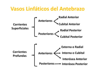 Vasos Linfáticos del AntebrazoRadial AnteriorAnterioresCubital AnteriorCorrientes SuperficialesRadial PosteriorPosterioresCubital PosteriorExterna o RadialCorrientes ProfundasInterna o CubitalAnterioresInterósea AnteriorPosterioresInterósea Posterior