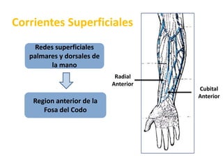 Corrientes SuperficialesRedes superficiales palmares y dorsales de la manoRadial AnteriorCubital AnteriorRegion anterior de la Fosa del Codo