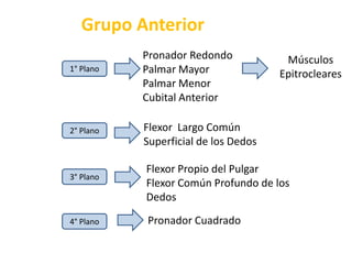 Grupo AnteriorPronador RedondoPalmar MayorPalmar MenorCubital AnteriorMúsculos Epitrocleares1° PlanoFlexor  Largo Común Superficial de los Dedos2° PlanoFlexor Propio del PulgarFlexor Común Profundo de los Dedos3° PlanoPronador Cuadrado4° Plano