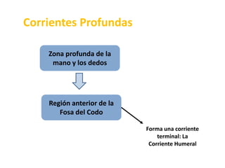 Corrientes ProfundasZona profunda de la mano y los dedosRegión anterior de la Fosa del CodoForma una corriente terminal: La Corriente Humeral