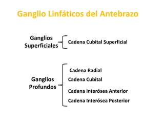 Ganglio Linfáticos del AntebrazoGanglios SuperficialesCadena Cubital SuperficialCadena RadialGanglios ProfundosCadena CubitalCadena Interósea AnteriorCadena Interósea Posterior