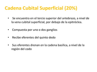 Cadena Cubital Superficial (20%)Se encuentra en el tercio superior del antebrazo, a nivel de la vena cubital superficial, por debajo de la epitróclea.