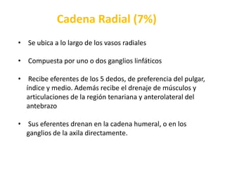  Compuesta por uno o dos ganglios