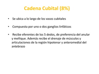  Recibe eferentes del quinto dedo