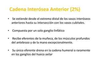  Sus eferentes drenan en la cadena basílica, a nivel de la región del codoCadena Radial (7%) Se ubica a lo largo de los vasos radiales