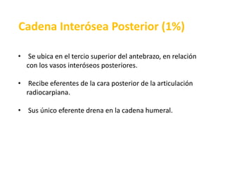  Compuesta por uno o dos ganglios linfáticos