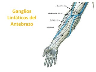  Recibe eferentes de los 5 dedos, de preferencia del pulgar, índice y medio. Además recibe el drenaje de músculos y articulaciones de la región tenariana y anterolateral del antebrazo