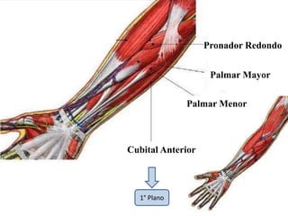 Pronador RedondoPalmar MayorPalmar MenorCubital Anterior1° Plano