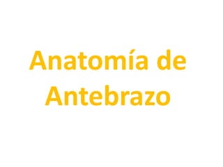 Anatomía de Antebrazo 