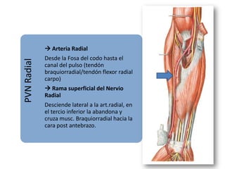 Musculos antebrazo 