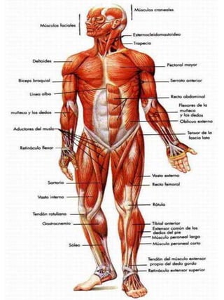 Musculos anterior y posterior