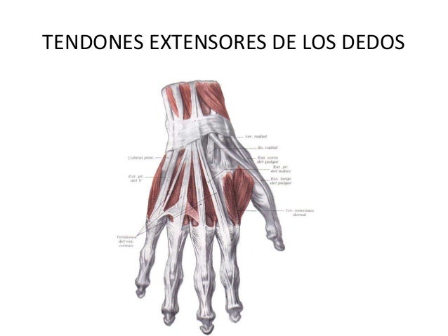 musculos aponeurosis miembro superior rouviere