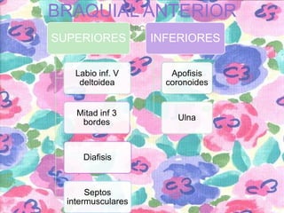 BRAQUIAL ANTERIOR
INSERCIONES

SUPERIORES

INFERIORES

Labio inf. V
deltoidea

Apofisis
coronoides

Mitad inf 3
bordes

Ulna

Diafisis

Septos
intermusculares

 