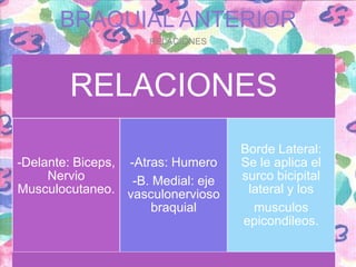 BRAQUIAL ANTERIOR
RELACIONES

RELACIONES
-Delante: Biceps, -Atras: Humero
Nervio
-B. Medial: eje
Musculocutaneo. vasculonervioso
braquial

Borde Lateral:
Se le aplica el
surco bicipital
lateral y los
musculos
epicondileos.

 