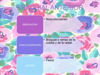 BRAQUIAL ANTERIOR
• Musculocutaneo
INERVACION

VASCULARZIACION

• Braquial o ramas de la
cubital y de la radial.

• Flexor
ACCION

 