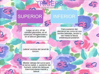 TRICEPS
INSERCIONES

SUPERIOR
Larga: en el b. inf de
cavidad glenoidea, en el
tuberculo infraglenoideo y
en el labrum glenoideo.

Lateral: encima del canal de
torcion.

Medial: debajo del surco para
el nervio radial, c. posterior del
humero, sobre los tabiques
intermusculares medial y
lateral.

INFERIOR
Cara posterior del
olecranon asi como en sus
bordes laterales, tendon y
van hasta la fascia
antebraquial posterior.

 
